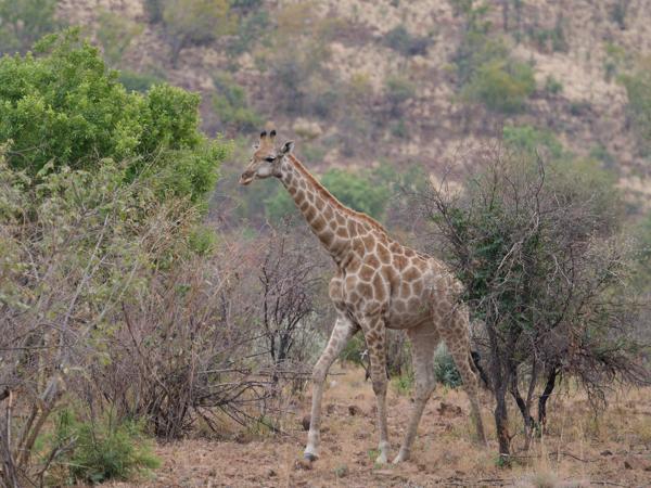 <h3><a href="/trips/safari/biota/animalia/chordata/mammalia/artiodactyla/giraffidae/giraffa camelopardalis/giraffa camelopardalis-nl.html">Giraffa&nbsp;camelopardalis</a> / Giraffe / Giraffe</h3>OM-1 met M.40-150mm F2.8 + MC-14, 1/1000 sec  bij F4.0, ISO 1000, afstand 195&nbsp;m